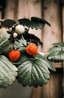 Strawberries on a branch