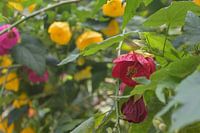 Red and Yellow Flowers Among Lush Greens