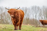 Schottischer Highlander