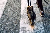 promenades chien avec propriétaire sur chemin zèbre
