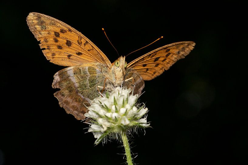 Silver-washed fritillary on blossom in landscape format by Uwe Ulrich Grün