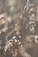 Gold and silver, art of cane plumes