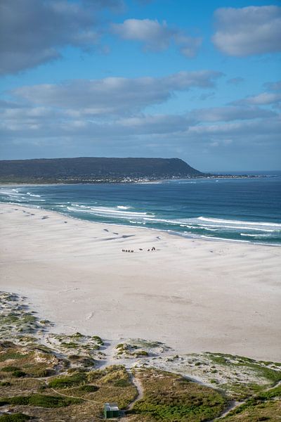 Équitation par Marion Meyer