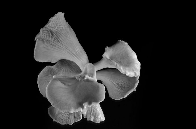 black and white by Petra Vastenburg