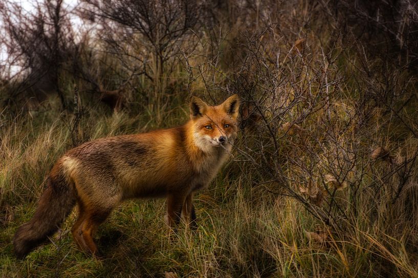 vos par Ilona Swinkels