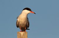 Sterne pierregarin à l'aube