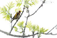 Goldfinch in fresh spring greenery