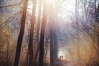 Winterspaziergang im Wald