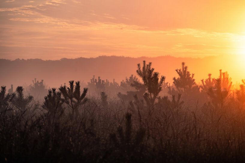 Planken Wambuis Teil 118 von Tania Perneel