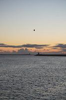 Mouette au coucher du soleil