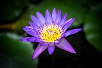 Flower of purple water lily against dark background