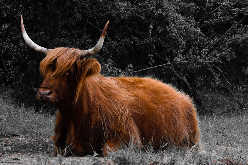 Schotse Hooglander zwart-wit von Ilse Fokker