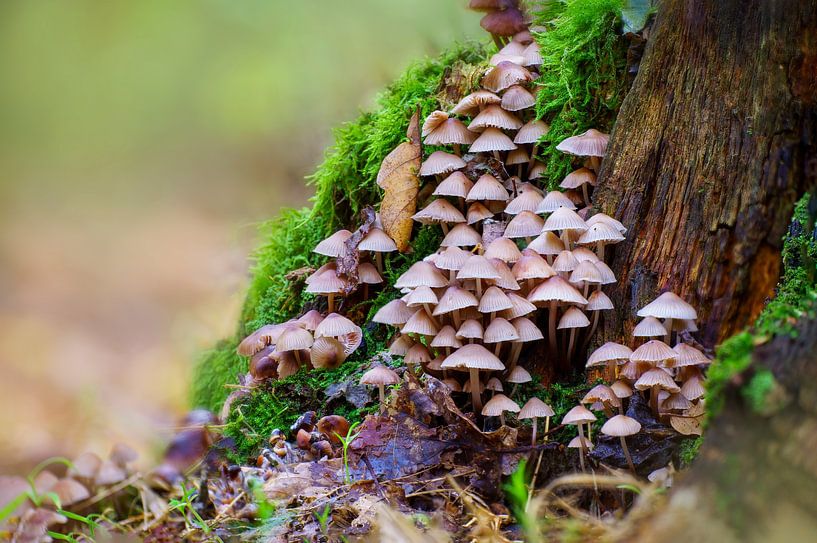 Pilze wachsen auf einem bemoosten Baumstamm von Mario Plechaty Photography