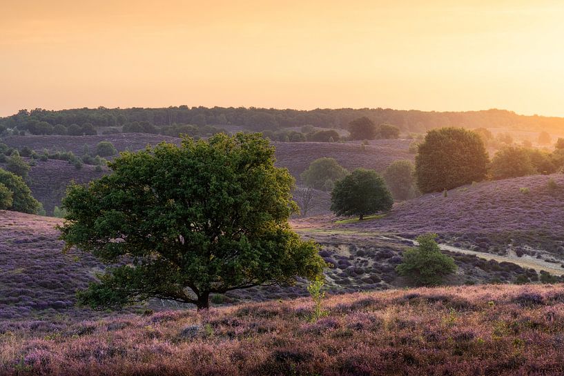 Lueur du coucher de soleil par Max ter Burg Fotografie