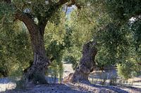 Olive trees in Andalusia.