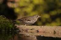 Chanteuse de bonbons