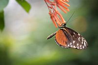  Heliconius hecale - Schmetterling