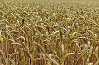 Cereal field in Denmark