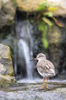 Ein Rotschenkel posiert vor einem Wasserfall