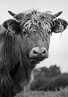 Schottischer Highlander in Schwarz und Weiß.