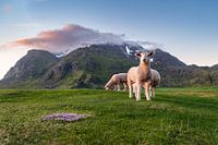 Schafe im Licht der Mitternachtssonne auf den Lofoten, Norwegen.