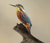 IJsvogel op boomstam