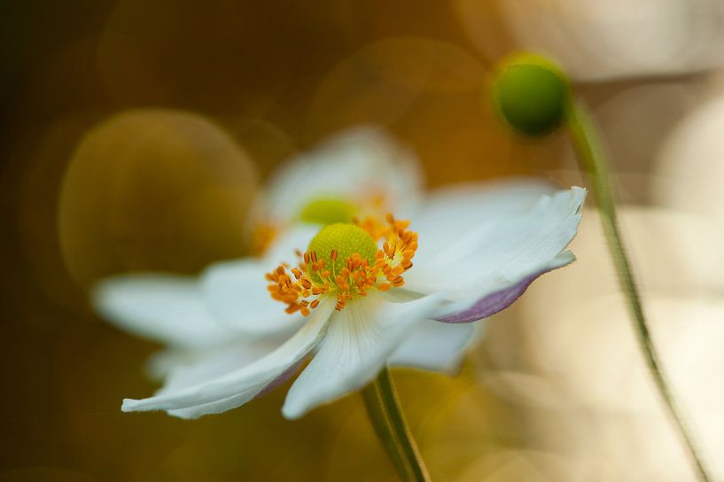 Annemone tanzt im Licht von Andrea Gulickx