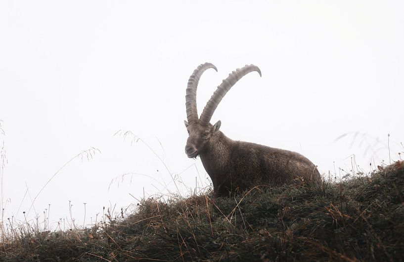 Capricorne dans le brouillard | Suisse | faune | photographie de voyage par Laura Dijkslag