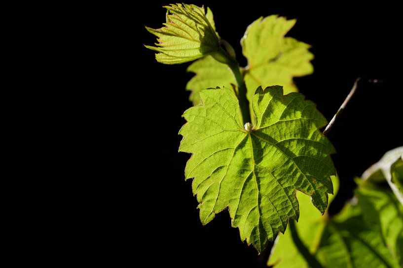 Weinblatt im Frühling von Ulrike Leone