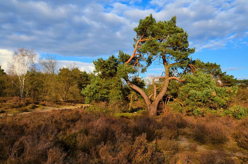 Nadelbaum auf der Veluwe (Niederlande) von Leo Huijzer