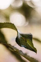 Bokeh-Blatt