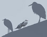 Meeuw en reiger abstract