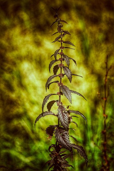 Grässer im Licht Grün von Max Steinwald