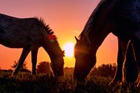 Sillhouette of two Konik horses at sunset