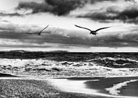 Flying birds on the Baltic Sea beach black and white