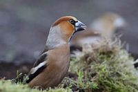 Appelvink