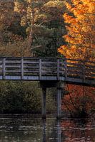 Autumn colours in the forest