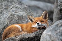 Fauler Fuchs