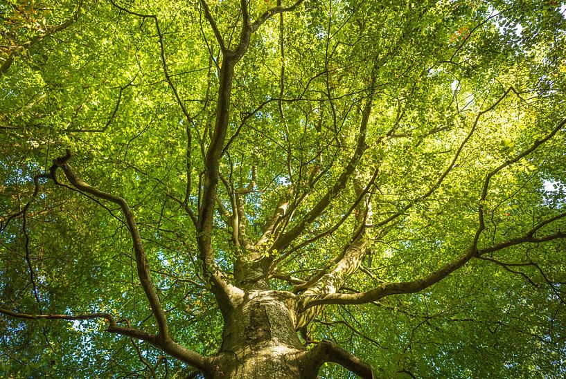 Trees (Sletten Vikings Camp Grounds) - Ry (Denmark) by Marcel Kerdijk