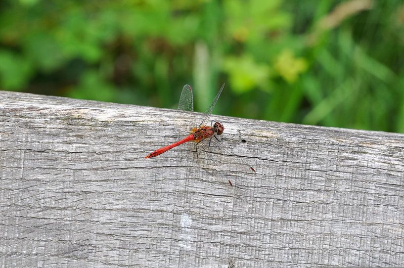 Die rote Libelle von Heleen de Silva