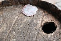 Coque blanche sur un tonneau de pluie en bois