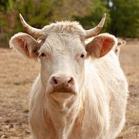 Weiße französische Charolais-Kuh