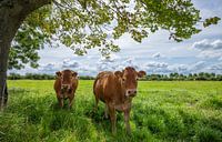 Des vaches dans la prairie
