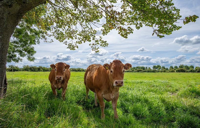 Kühe auf der Wiese von Marcel Klootwijk
