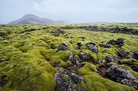 Paysage de mousse Islande