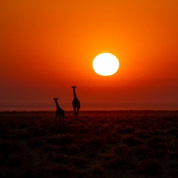 Giraffe mit kleinem Kind bei Sonnenaufgang von Omega Fotografie