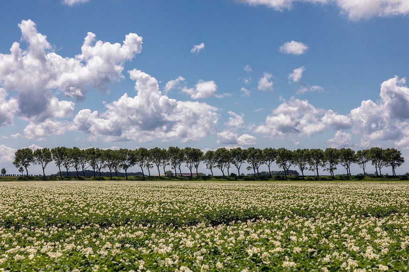 Kartoffelfeld in Blüte von Bram van Broekhoven