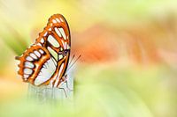 Un monde de couleurs