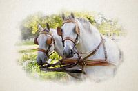 Two white horses by a carriage in watercolour.