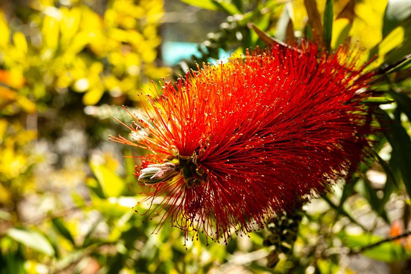 Blüte kaminroter Zylinderputzer Callistemon citrinus von Dieter Walther
